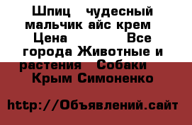 Шпиц - чудесный мальчик айс-крем › Цена ­ 20 000 - Все города Животные и растения » Собаки   . Крым,Симоненко